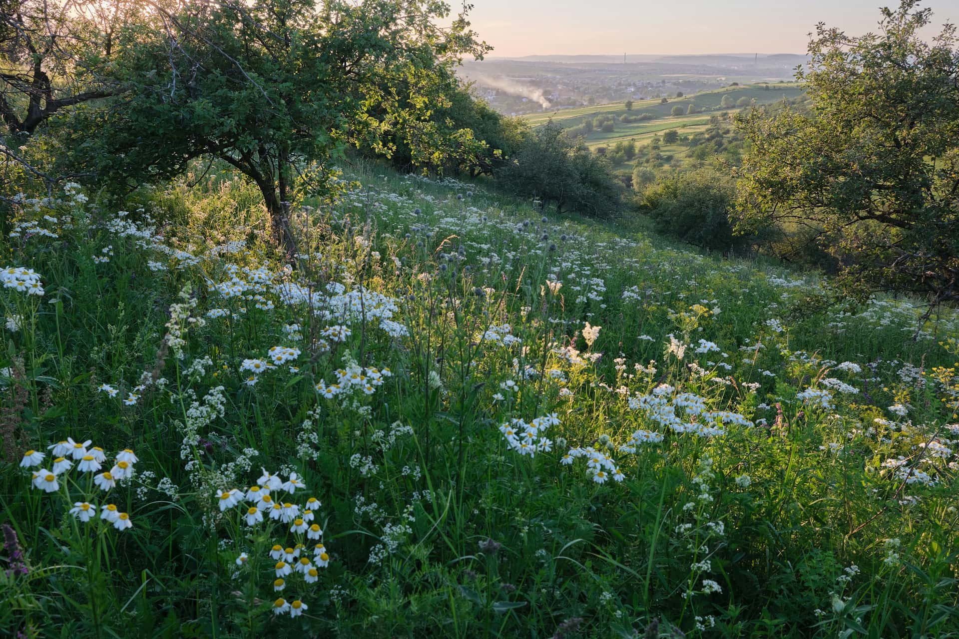 Blumenwiese auf einem Hang in der Steiermark