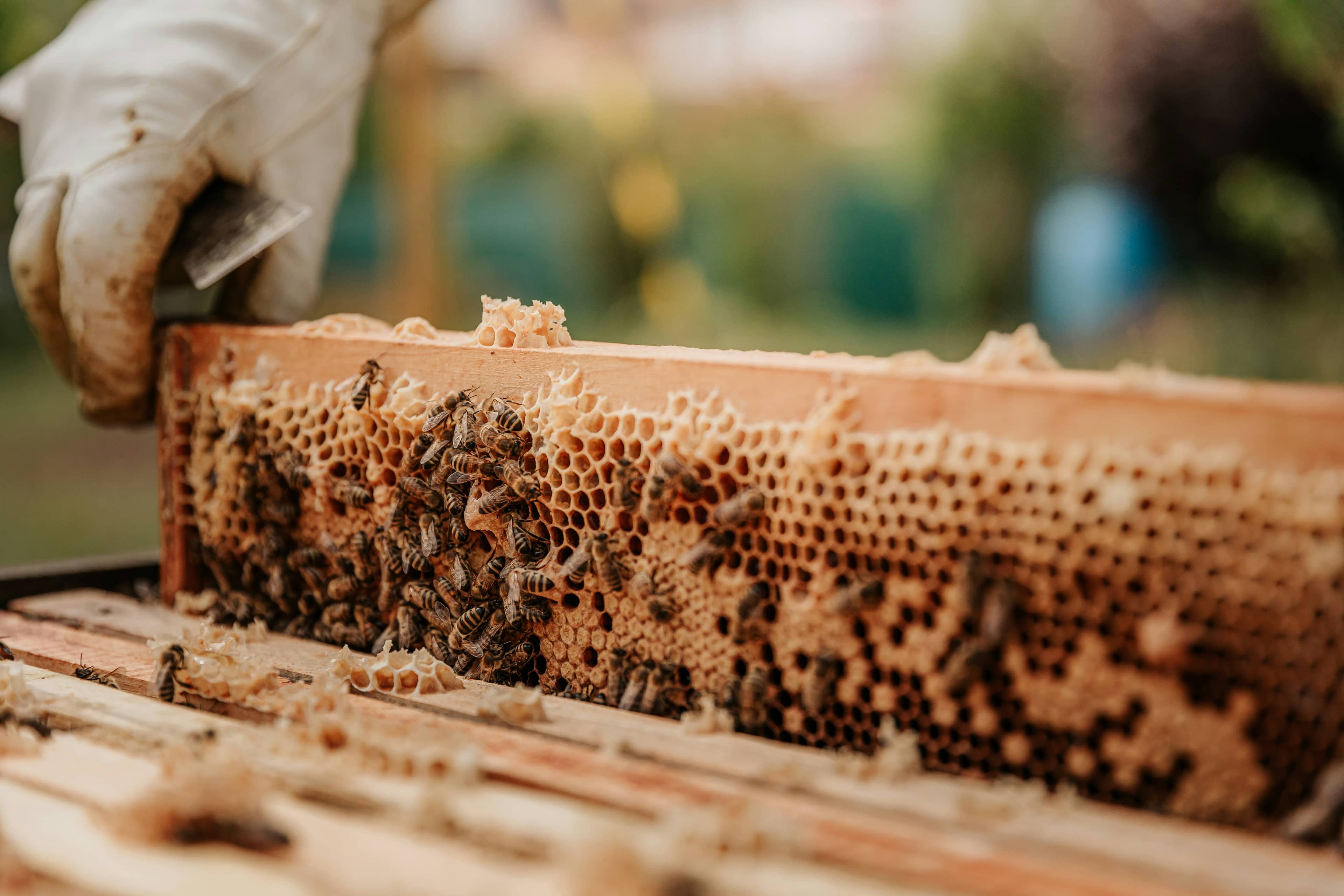 Honigwabe mit Bienen