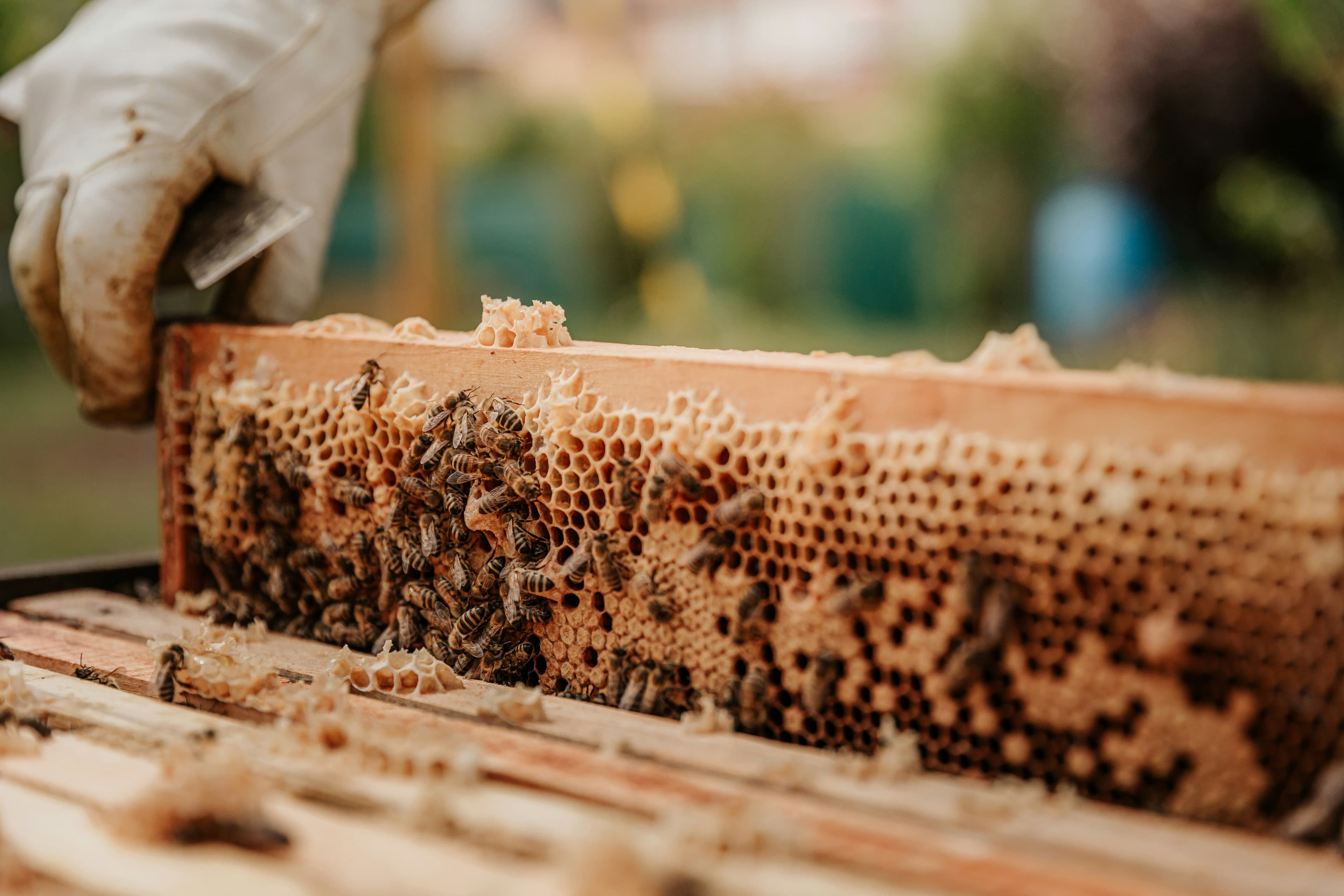 Honigwabe mit Bienen