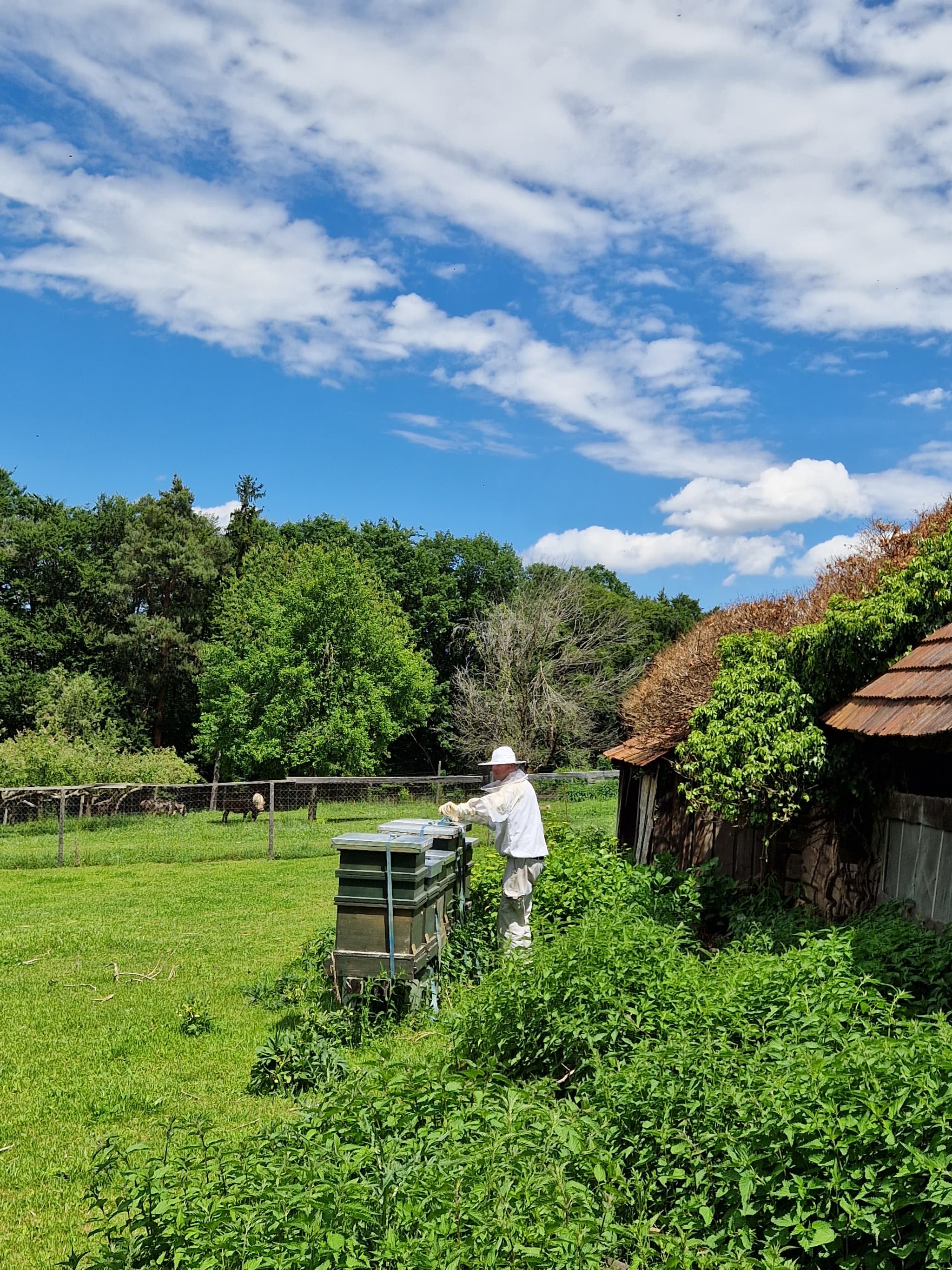 Unsere Bienen