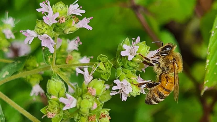 Biene auf einer Blüte zum Sammeln von Nektar und Pollen