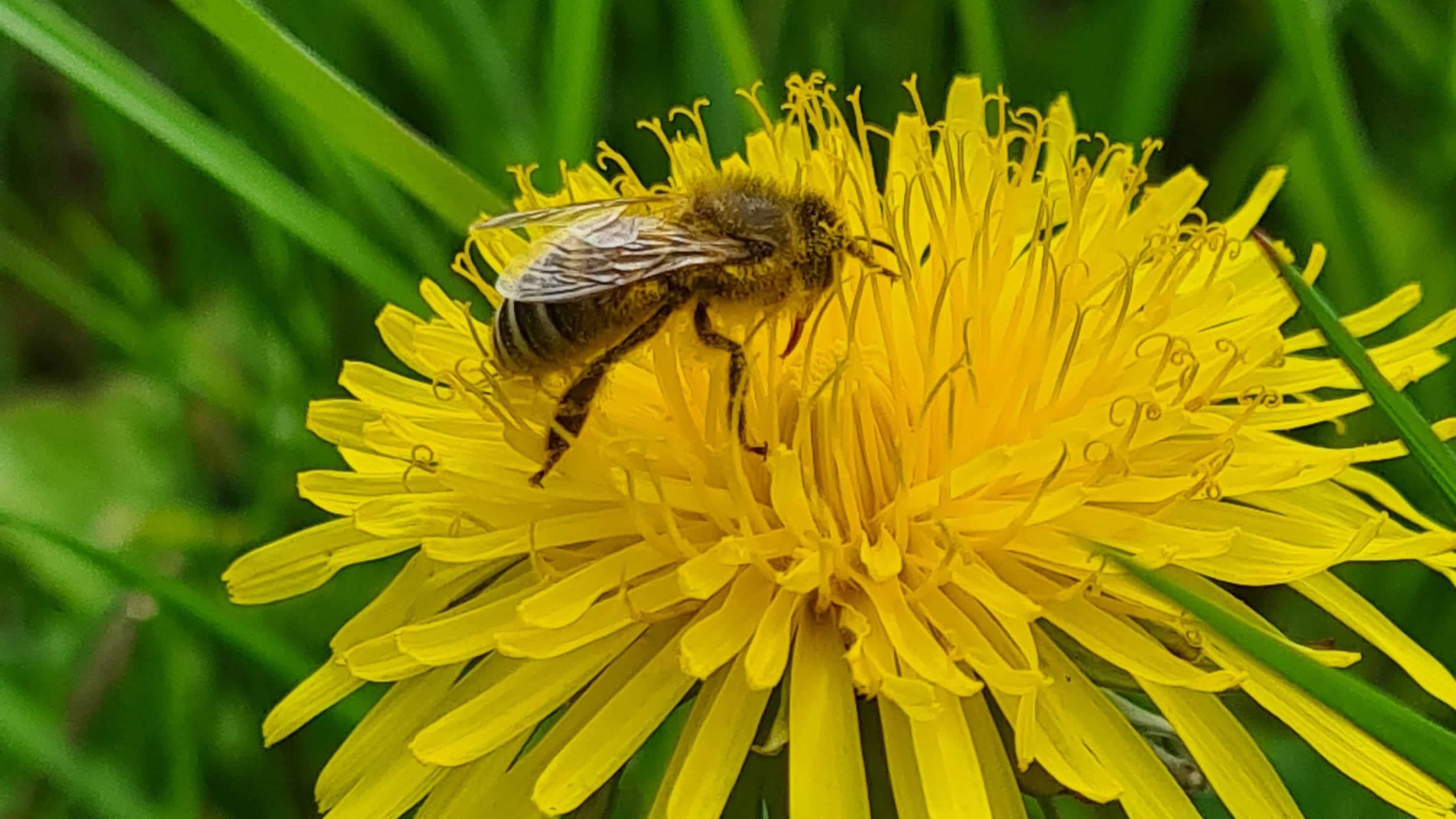 Honigbiene auf einer Blume beim Sammeln von Nektar