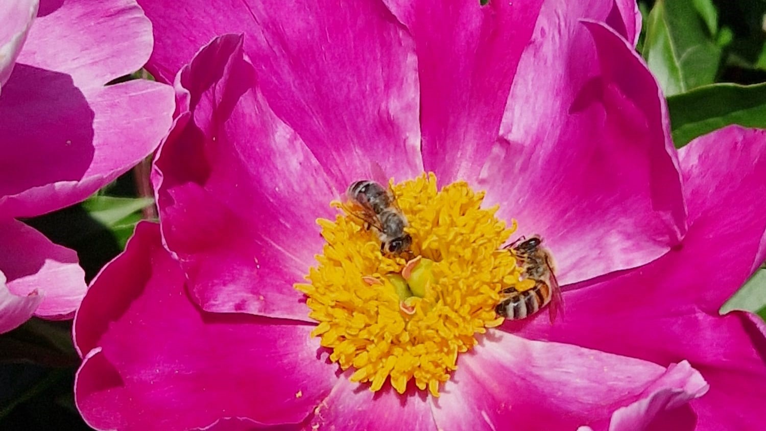 Wie viele Blüten müssen Honigbienen anfliegen, um ein Kilogramm Honig zu produzieren? 