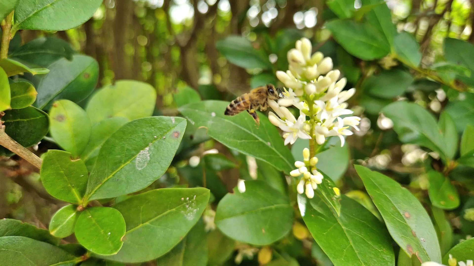 Biene auf weißer Blume beim Bestäuben und Nektarsammeln