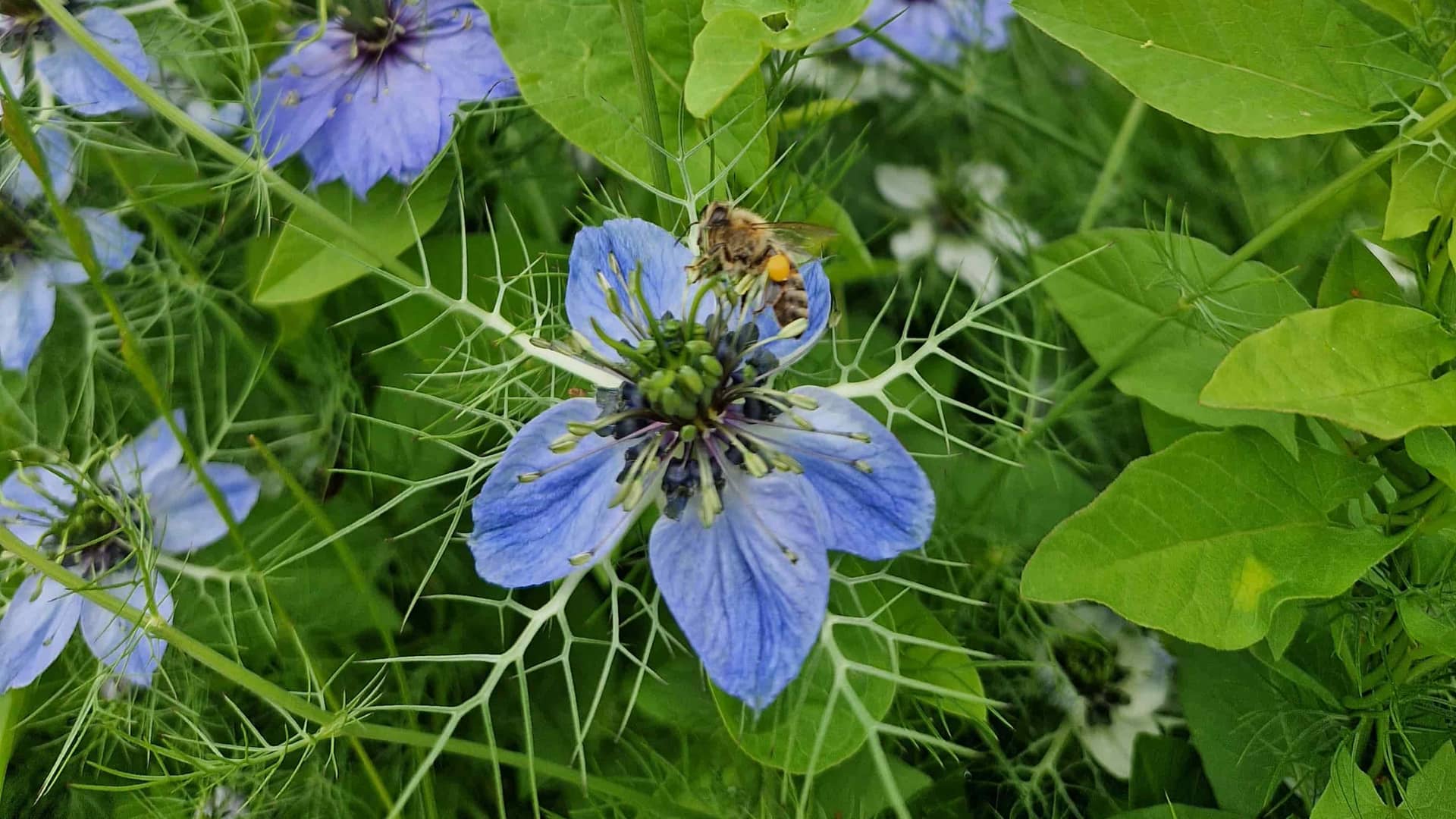 Biene auf blauen Blume beim Bestäuben und Nektarsammeln